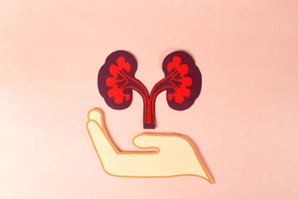 再生醫(yī)學(xué)vs藥理干預(yù):干細(xì)胞與藥物在腎病治療中的療效對比 再生醫(yī)學(xué)vs藥理干預(yù):干細(xì)胞與藥物在腎病治療中的療效對比