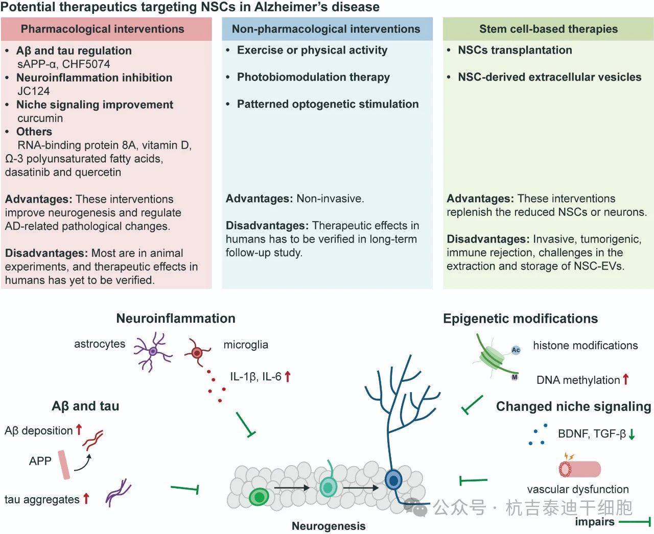 圖2:針對阿爾茨海默病中神經干細胞的潛在療法。 圖2:針對阿爾茨海默病中神經干細胞的潛在療法。