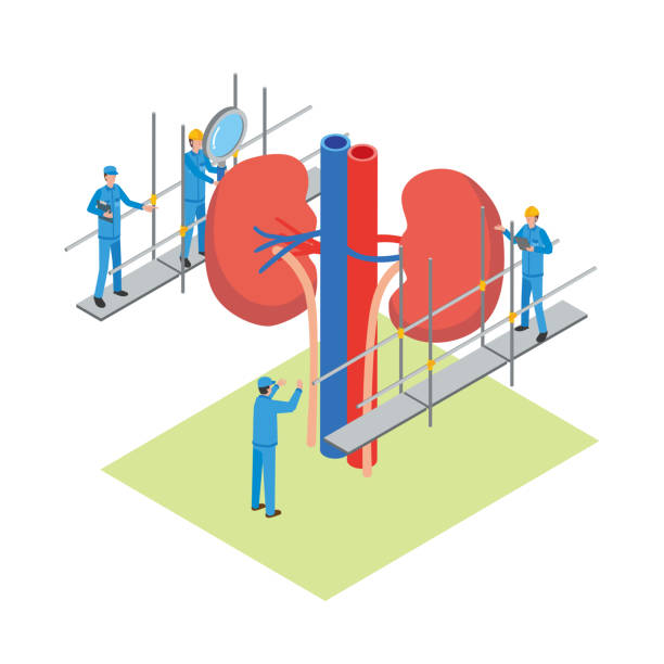 骨髓、臍帶還是脂肪：哪種間充質(zhì)干細(xì)胞最適合腎病治療？