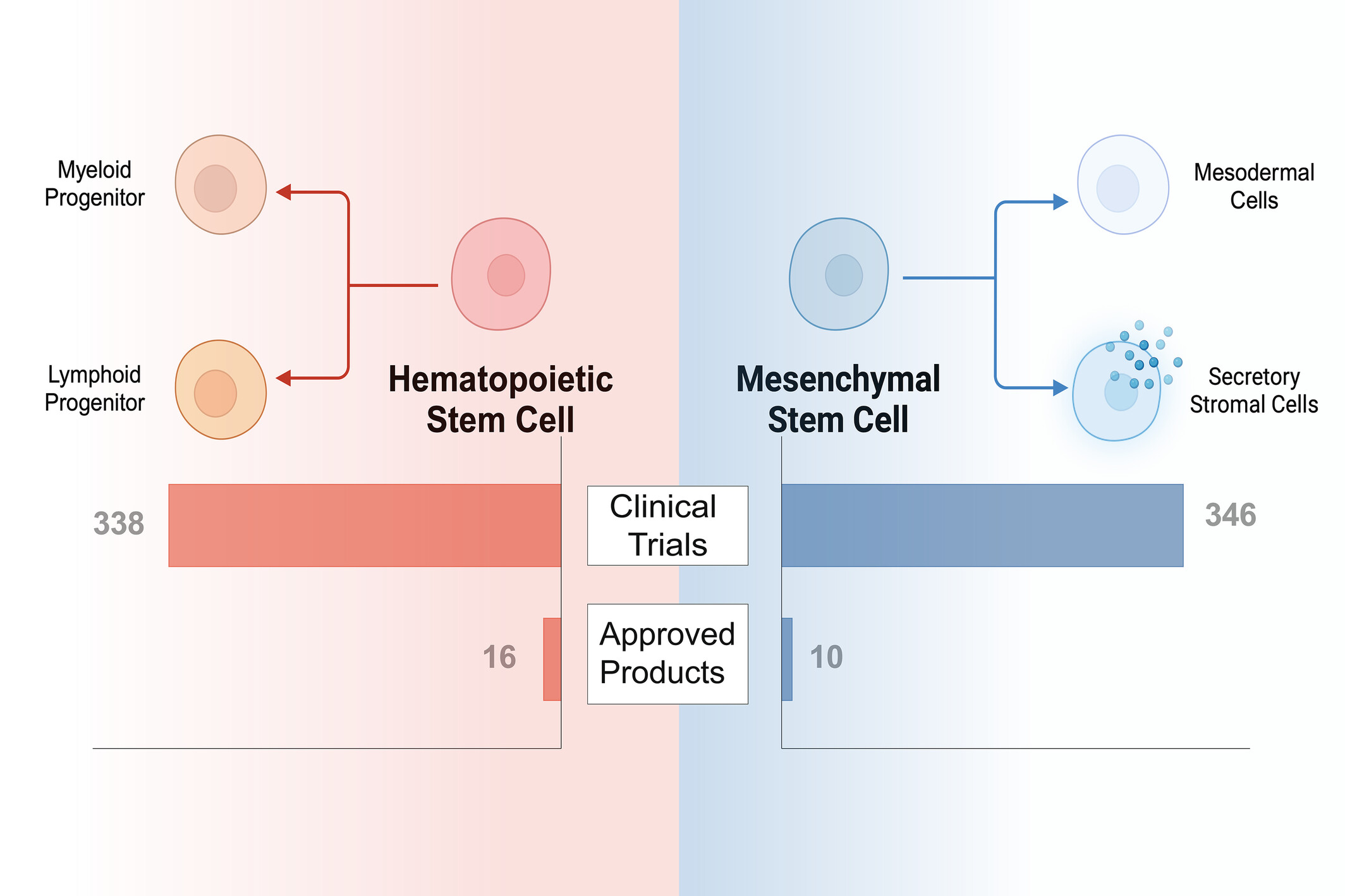 圖1：已獲批準或臨床研究的干細胞療法中使用的常見干細胞類型。HSC和MSC在干細胞療法的臨床領域中占主導地位。