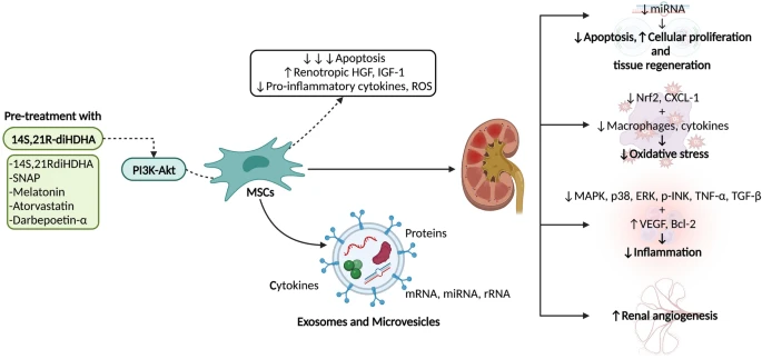 圖2:間充質干細胞 (MSC) 療法在腎病中的應用及其對細胞凋亡、組織再生、氧化應激、炎癥和血管生成的影響。使用多種藥物進行預處理可以增強MSC療法的效果。? 圖2:間充質干細胞 (MSC) 療法在腎病中的應用及其對細胞凋亡、組織再生、氧化應激、炎癥和血管生成的影響。使用多種藥物進行預處理可以增強MSC療法的效果。?
