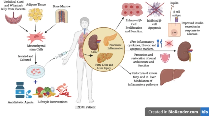 圖1：干細胞治療和藥物干預的聯合作用。