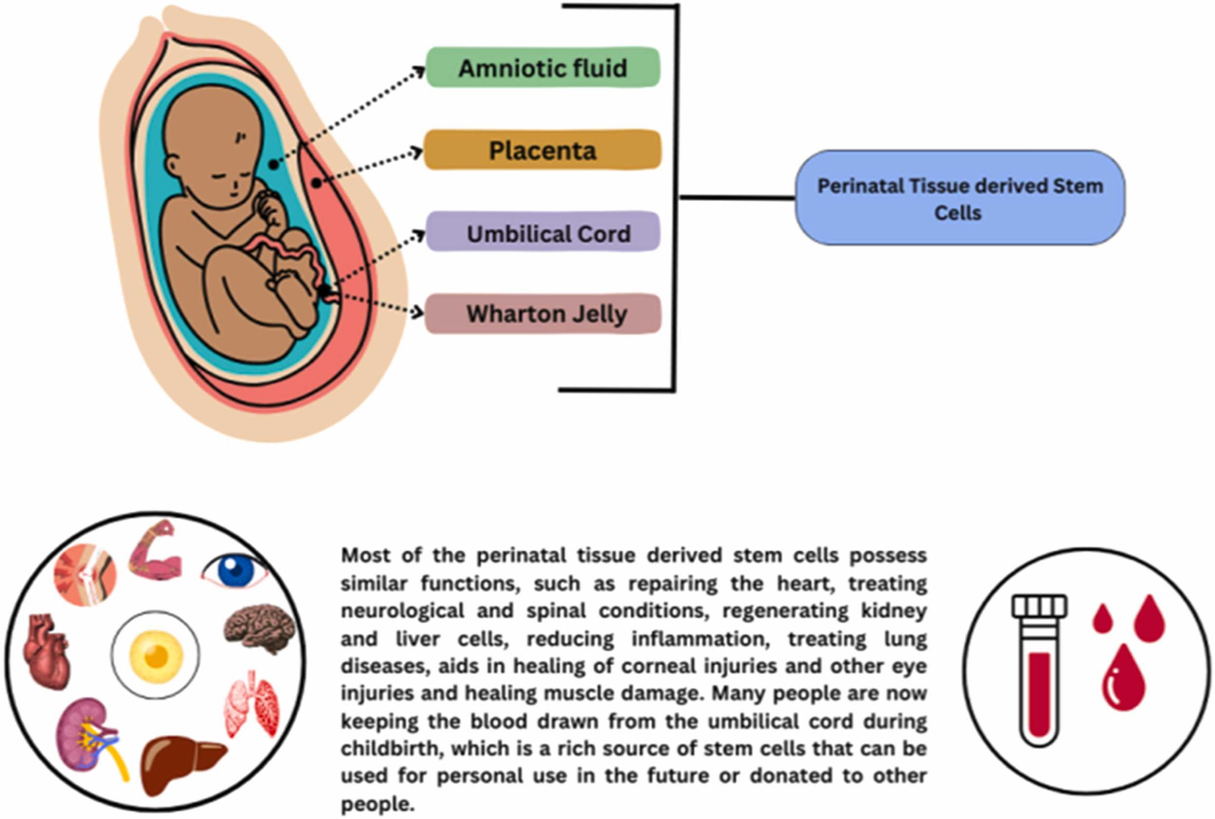 圖3:圍產(chǎn)期干細胞的分類。 圖3:圍產(chǎn)期干細胞的分類。
