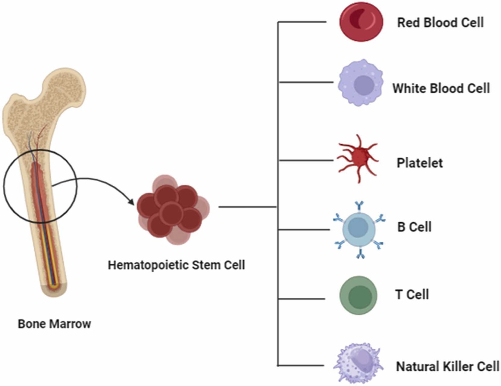 圖2. 造血干細胞的分化潛力。 圖2. 造血干細胞的分化潛力。