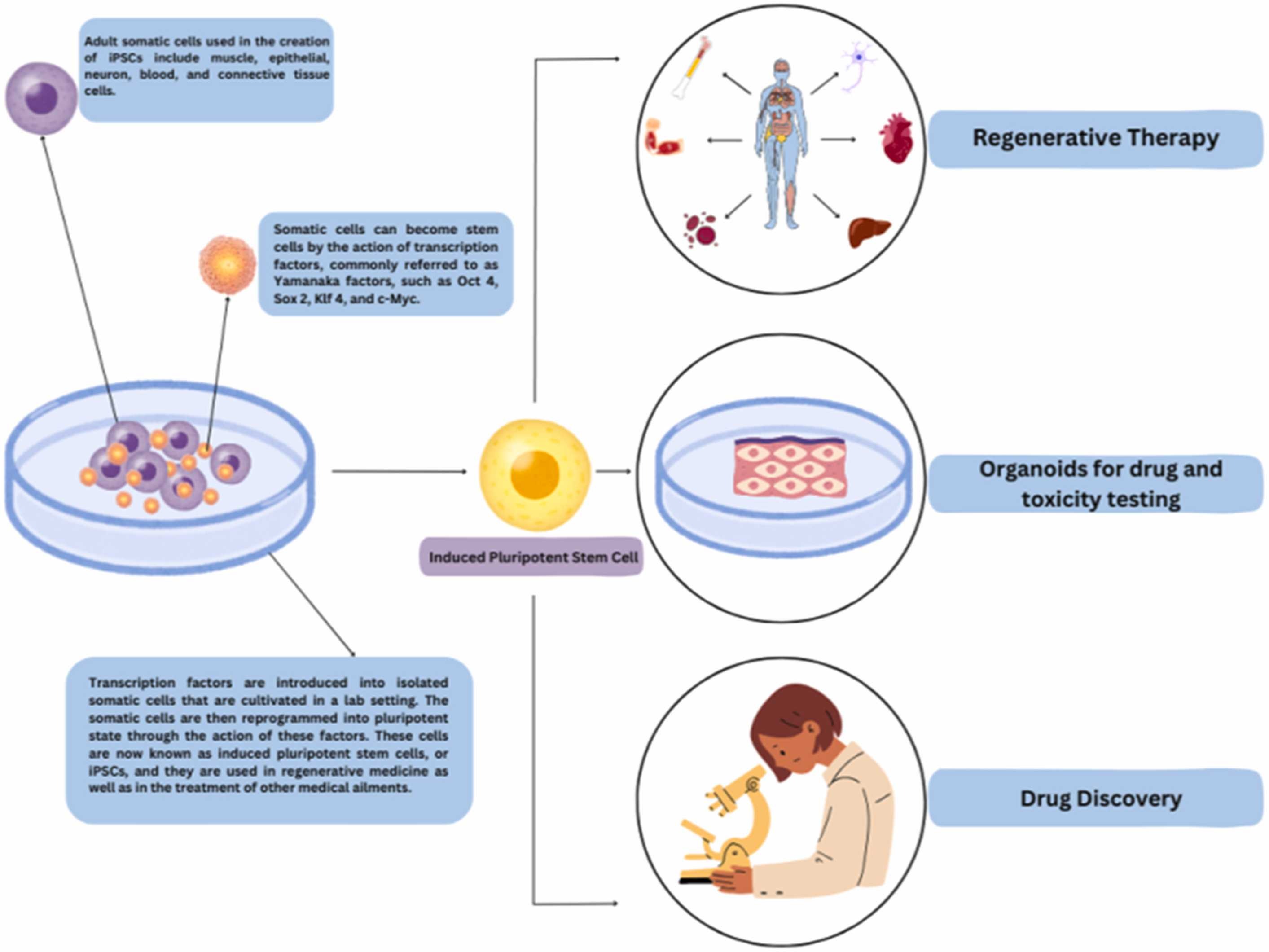 圖1:iPSC的生成和應(yīng)用 圖1:iPSC的生成和應(yīng)用