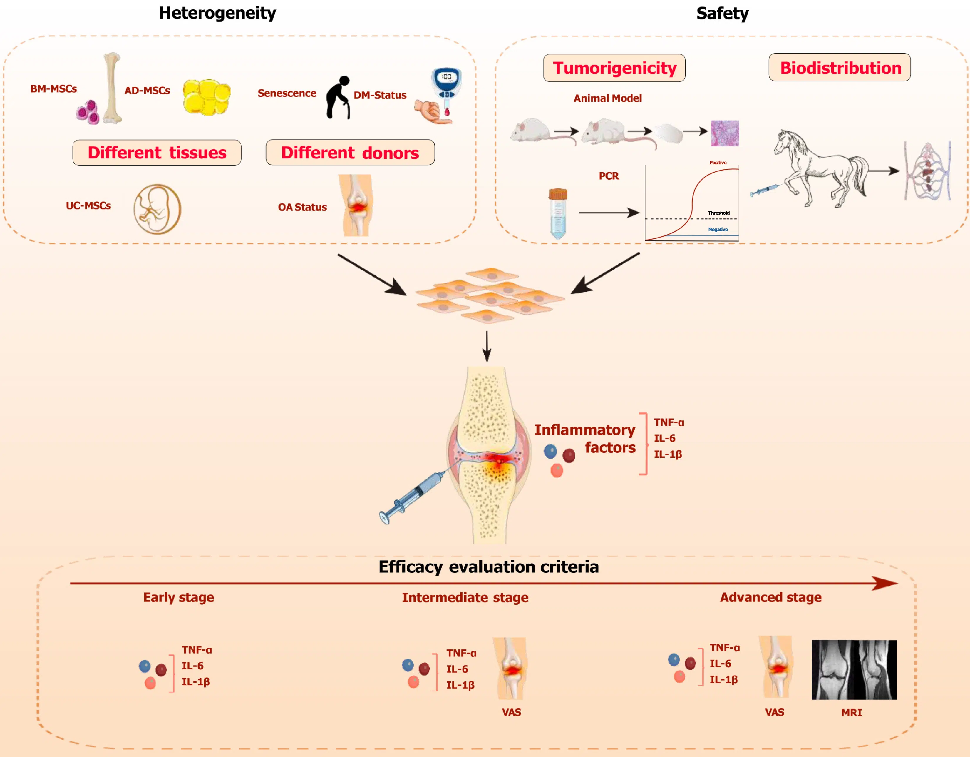 圖1：間充質干細胞治療骨關節(jié)炎的關鍵考慮因素。