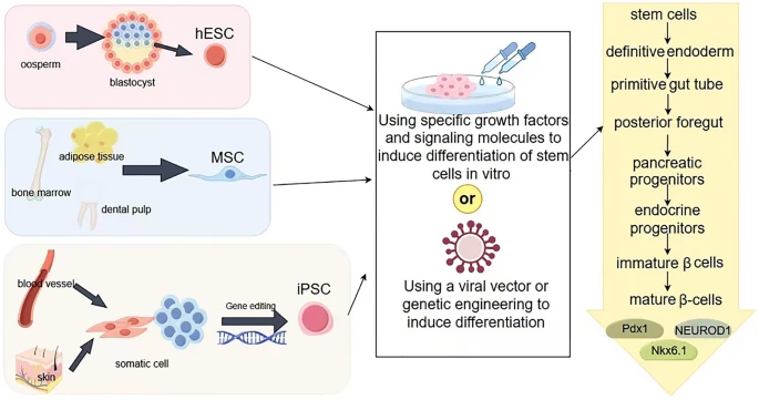 圖2：從干細胞生成β細胞。