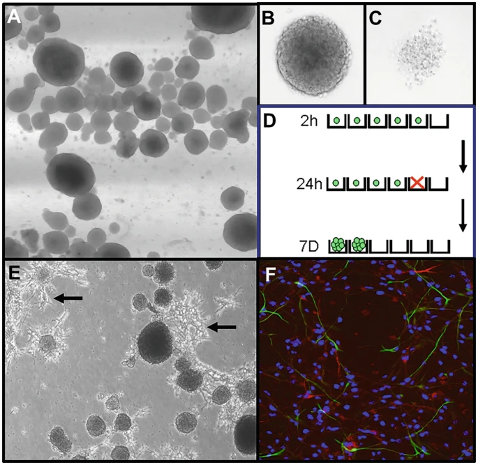 圖2:神經(jīng)球培養(yǎng)技術(shù)。 圖2:神經(jīng)球培養(yǎng)技術(shù)。