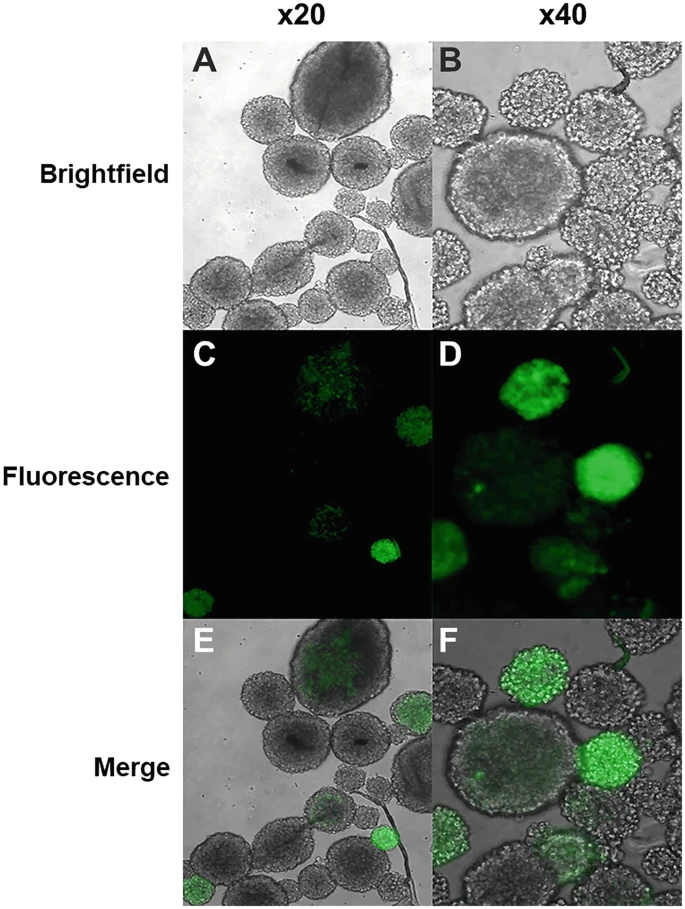圖3:逆轉(zhuǎn)錄病毒轉(zhuǎn)導(dǎo) NSPC。 圖3:逆轉(zhuǎn)錄病毒轉(zhuǎn)導(dǎo) NSPC。