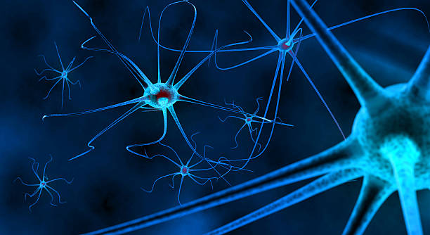 神經(jīng)干細(xì)胞培養(yǎng)權(quán)威指南:NSPC高效提取與分化技術(shù)解析