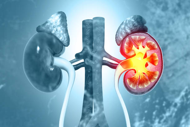 從糖尿病到狼瘡腎炎：干細胞能否治療繼發性腎??？