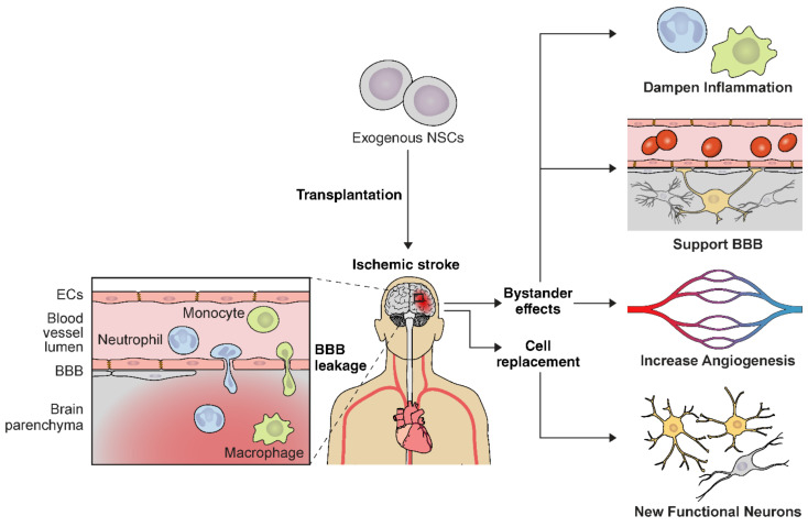 圖2：NSC輸送示意圖，說明缺血性中風(fēng)的多種治療機(jī)制。