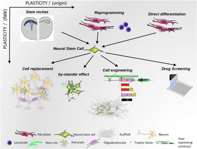 圖2：NSC可塑性與來源（x 軸）和治療用途（y 軸）的關系。