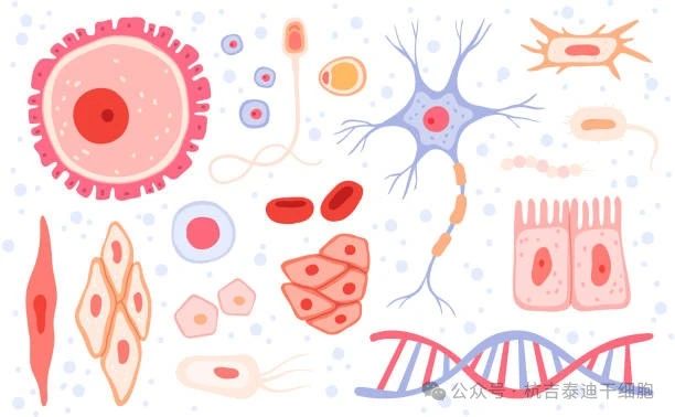 什么是成體干細胞?它們在再生醫(yī)學(xué)中的作用 什么是成體干細胞?它們在再生醫(yī)學(xué)中的作用