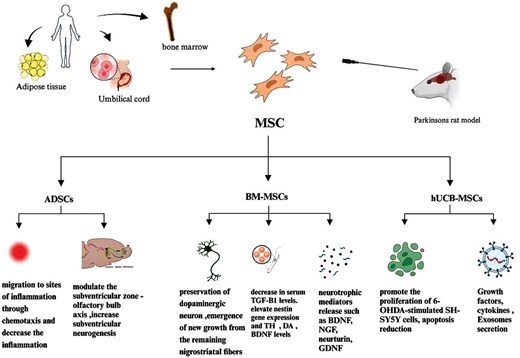 圖4：不同類型的間充質干細胞在帕金森病中的治療潛力和機制的概述。