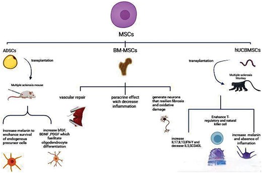 圖3：不同類型的間充質干細胞 (MSC) 通過多種機制對多發性硬化癥的治療產生影響。