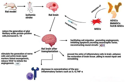 圖2.不同類型的間充質干細胞治療中風的機制。