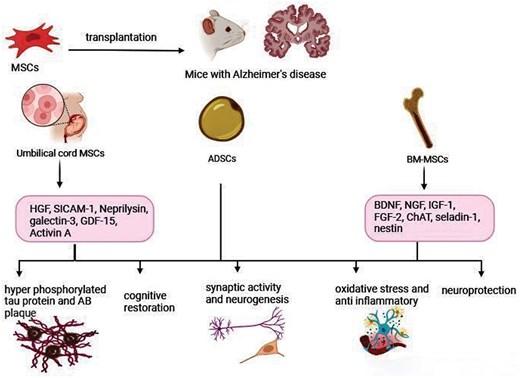 圖1.間充質干細胞在阻止或逆轉阿爾茨海默病進展方面的建議機制。