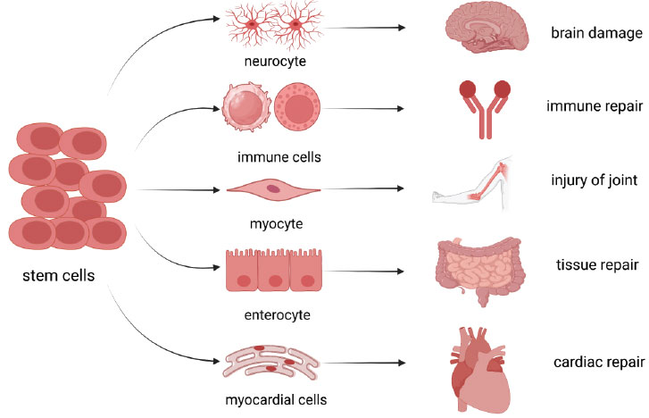圖(1)：干細(xì)胞的分化能力