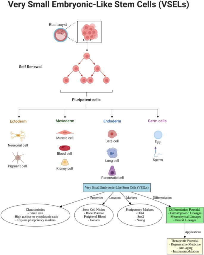 圖5:極小胚胎樣干細胞 (VSEL) 是具有分化成造血、間充質(zhì)和神經(jīng)譜系的潛能的多能細胞。它們存在于干細胞微環(huán)境,表達多能性標志物,在再生醫(yī)學、抗衰老和免疫調(diào)節(jié)方面具有治療潛力。