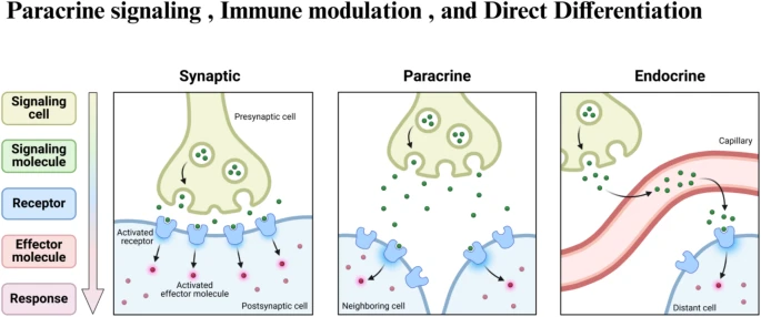 圖3:干細胞治療眼科疾病的旁分泌信號、免疫調(diào)節(jié)和直接分化等機制 圖3:干細胞治療眼科疾病的旁分泌信號、免疫調(diào)節(jié)和直接分化等機制