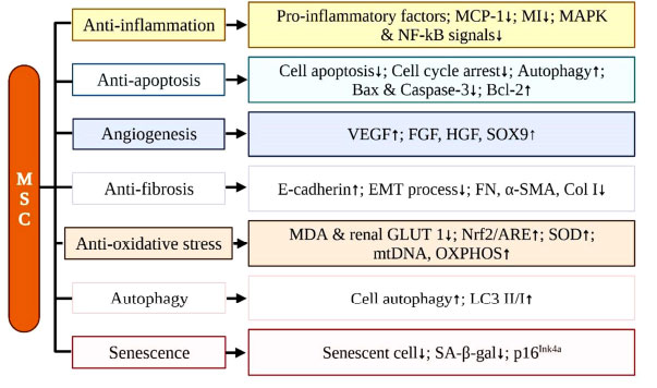圖 (4):間充質干細胞治療腎臟疾病 圖 (4):間充質干細胞治療腎臟疾病