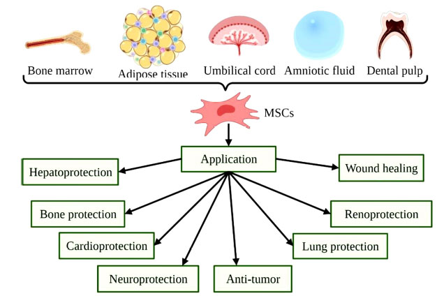 圖(2):MSCs的來源和用途示意圖。 圖(2):MSCs的來源和用途示意圖。