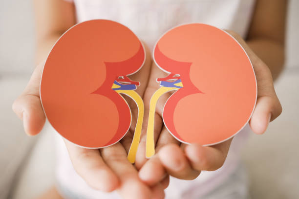 間充質干細胞治療腎臟疾病:真的安全嗎? 間充質干細胞治療腎臟疾病:真的安全嗎?