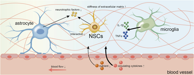 圖2：衰老過程中神經干細胞微環境的變化。