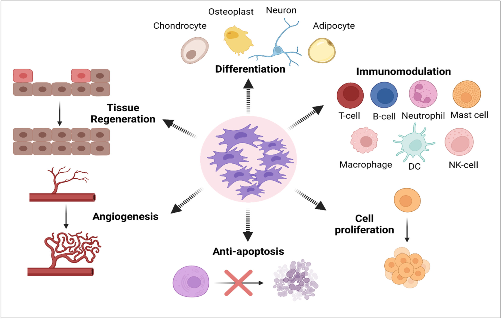 圖2:間充質干細胞 (MSC) 的生物學作用。 圖2:間充質干細胞 (MSC) 的生物學作用。