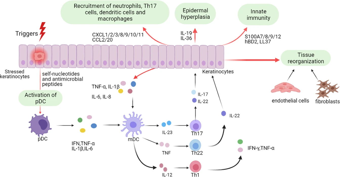 圖1:角質形成細胞在牛皮癬發病機制中的作用。 圖1:角質形成細胞在牛皮癬發病機制中的作用。