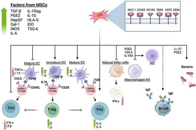圖3:MSC與免疫細(xì)胞的相互作用。 圖3:MSC與免疫細(xì)胞的相互作用。