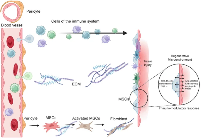 圖2:MSCs介導(dǎo)的組織修復(fù)過(guò)程。 圖2:MSCs介導(dǎo)的組織修復(fù)過(guò)程。