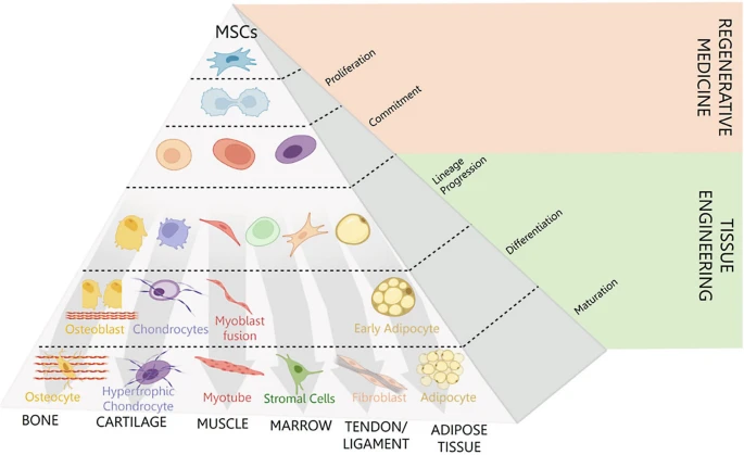 圖1:介生過(guò)程。Caplan等人于1994年提出了介生過(guò)程的典型假說(shuō),并展示了在誘導(dǎo)性細(xì)胞培養(yǎng)條件下,向骨骼、軟骨、肌肉等組織分化的實(shí)質(zhì)性譜系通路。 圖1:介生過(guò)程。Caplan等人于1994年提出了介生過(guò)程的典型假說(shuō),并展示了在誘導(dǎo)性細(xì)胞培養(yǎng)條件下,向骨骼、軟骨、肌肉等組織分化的實(shí)質(zhì)性譜系通路。