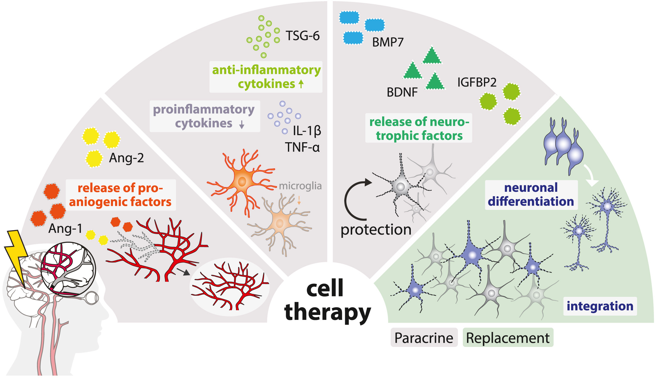 圖1：缺血性中風的病理生理涉及神經元變性、細胞凋亡增加、星形膠質細胞和小膠質細胞的激活以及血管重塑。細胞療法可通過多種旁分泌機制或直接細胞替換來逆轉這些過程。