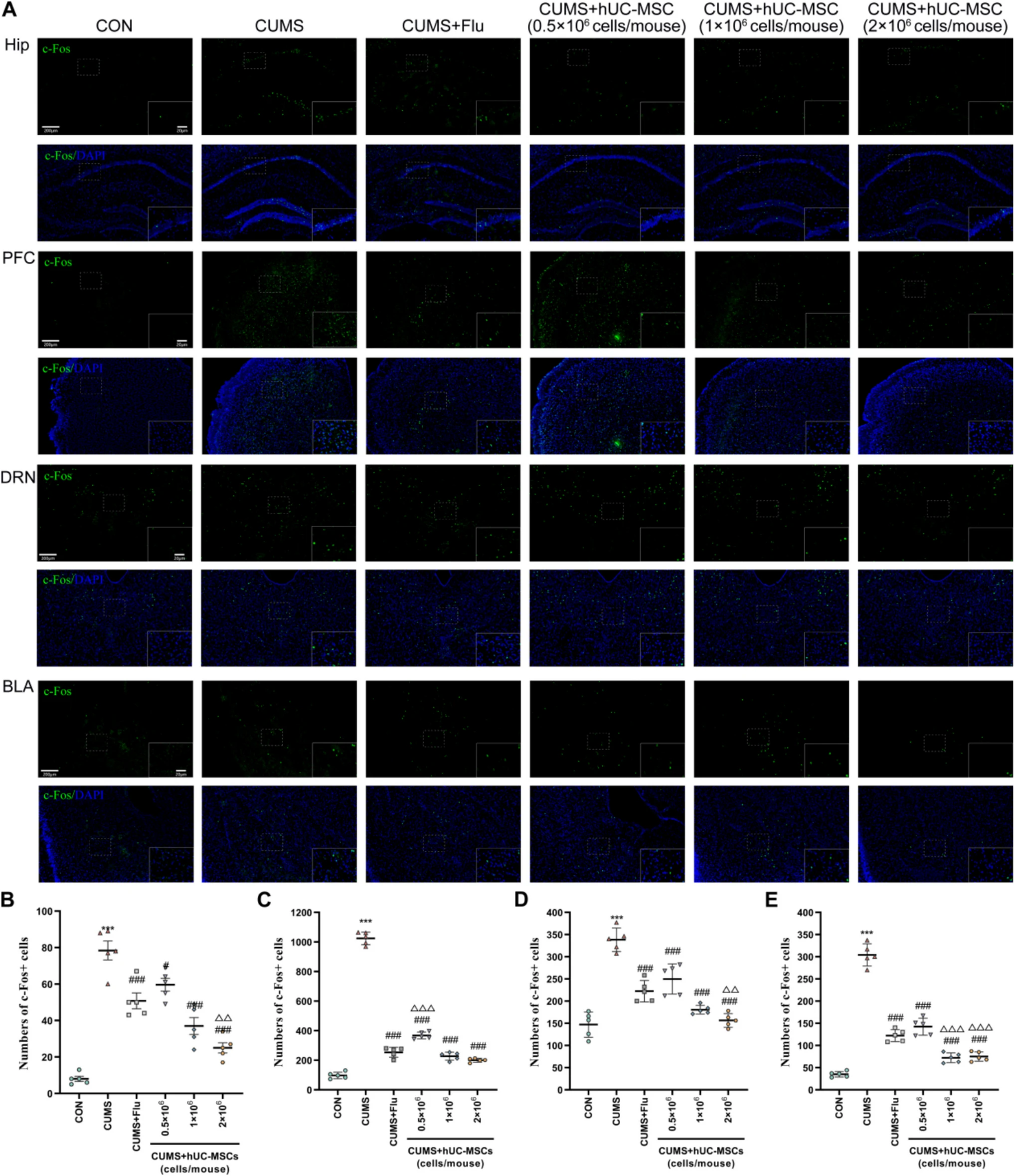 圖3:hUC-MSCs修復(fù)了CUMS小鼠的神經(jīng)元活動(dòng)異常。 圖3:hUC-MSCs修復(fù)了CUMS小鼠的神經(jīng)元活動(dòng)異常。