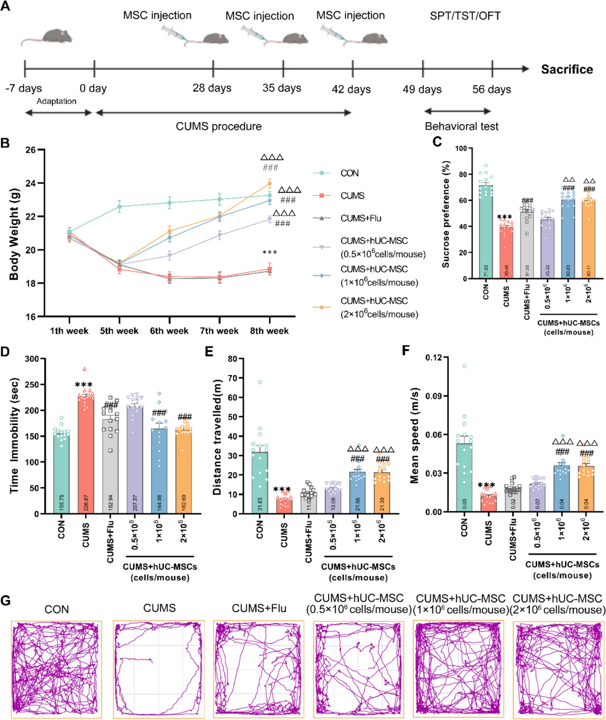 圖1:hUC-MSCs改善了CUMS引起的抑郁和焦慮樣行為。 圖1:hUC-MSCs改善了CUMS引起的抑郁和焦慮樣行為。