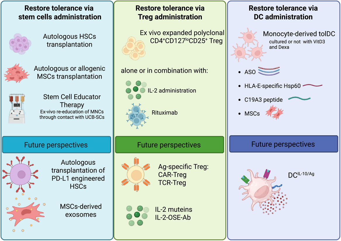 圖1：為恢復1型糖尿?。═1D）耐受性而提出的過繼細胞治療策略示意圖。