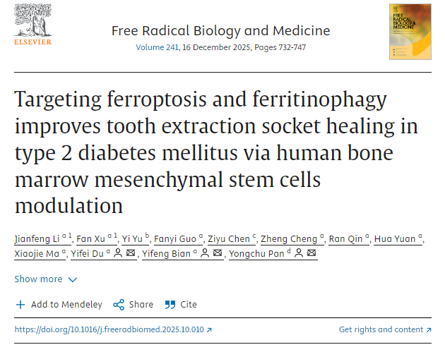 通過調控人骨髓間充質干細胞，靶向鐵死亡和鐵蛋白自噬可改善2型糖尿病患者拔牙窩的愈合。
