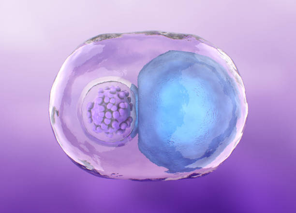 如何區分間充質干細胞和臍帶血干細胞,6大的區別剖開兩類細胞的本質差異 如何區分間充質干細胞和臍帶血干細胞,6大的區別剖開兩類細胞的本質差異