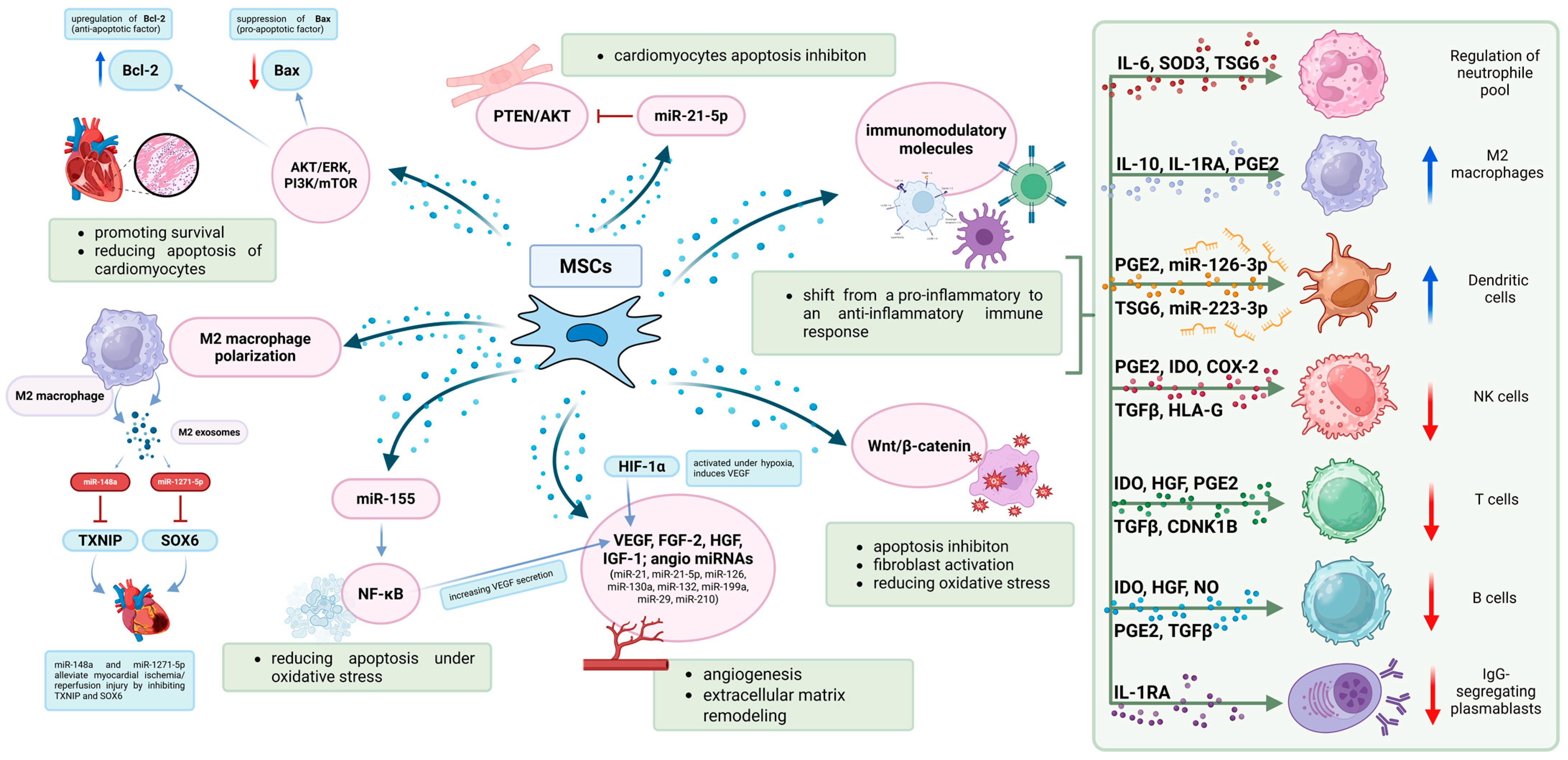 圖2:MSC發揮治療作用的機制。MSC在調節免疫反應和支持心臟組織修復方面發揮著關鍵作用。 圖2:MSC發揮治療作用的機制。MSC在調節免疫反應和支持心臟組織修復方面發揮著關鍵作用。