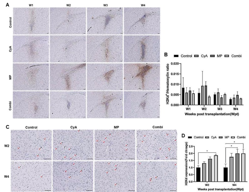 圖10:ICR NSCs同種異體移植到紋狀體免疫抑制的C57BL/6小鼠腦內的存活情況。 圖10:ICR NSCs同種異體移植到紋狀體免疫抑制的C57BL/6小鼠腦內的存活情況。