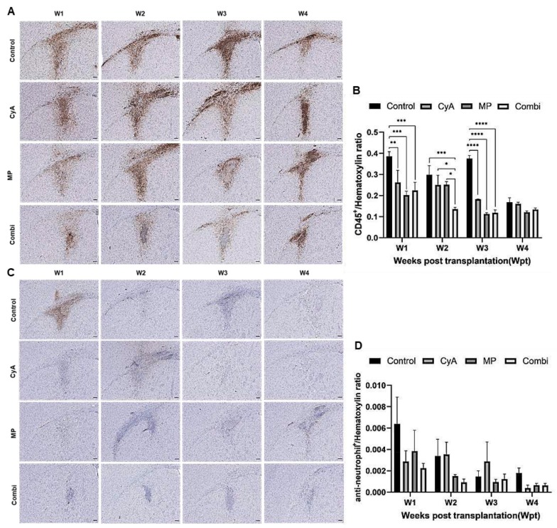圖7:移植同種異體NSC的免疫抑制C57BL/6小鼠紋狀體中CD45+白細胞和中性粒細胞的組織學分析。 圖7:移植同種異體NSC的免疫抑制C57BL/6小鼠紋狀體中CD45+白細胞和中性粒細胞的組織學分析。