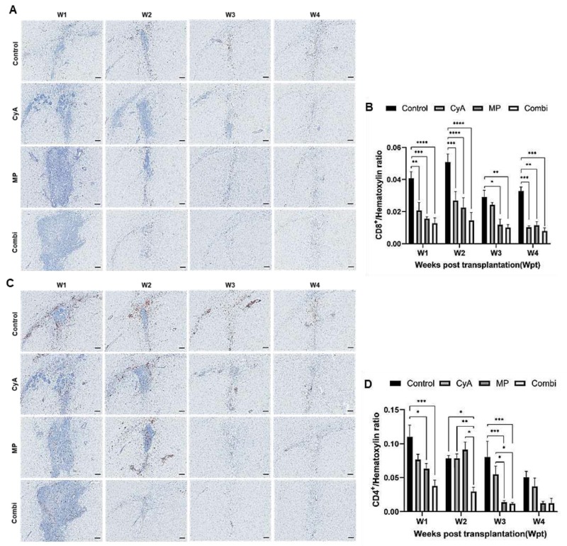 圖5:移植異種NSC的免疫抑制C57BL/6小鼠紋狀體中CD8+和CD4+T淋巴細胞的組織學分析。 圖5:移植異種NSC的免疫抑制C57BL/6小鼠紋狀體中CD8+和CD4+T淋巴細胞的組織學分析。