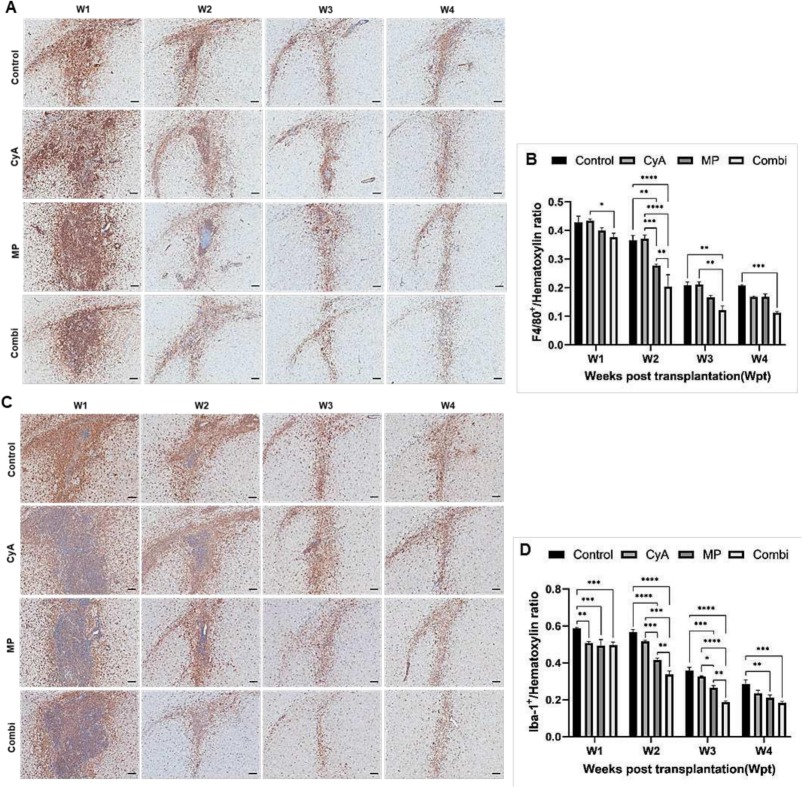 圖4:移植異種NSC的免疫抑制C57BL/6小鼠紋狀體中的小膠質細胞/巨噬細胞的組織學分析。 圖4:移植異種NSC的免疫抑制C57BL/6小鼠紋狀體中的小膠質細胞/巨噬細胞的組織學分析。