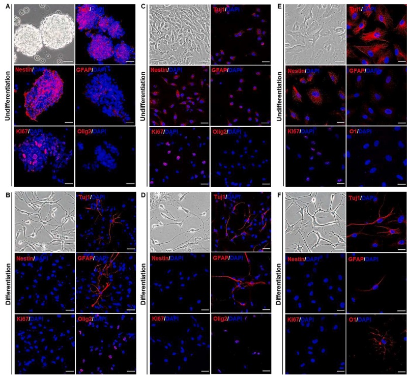 圖1:同基因、同種異體和異種NSC的表征 圖1:同基因、同種異體和異種NSC的表征