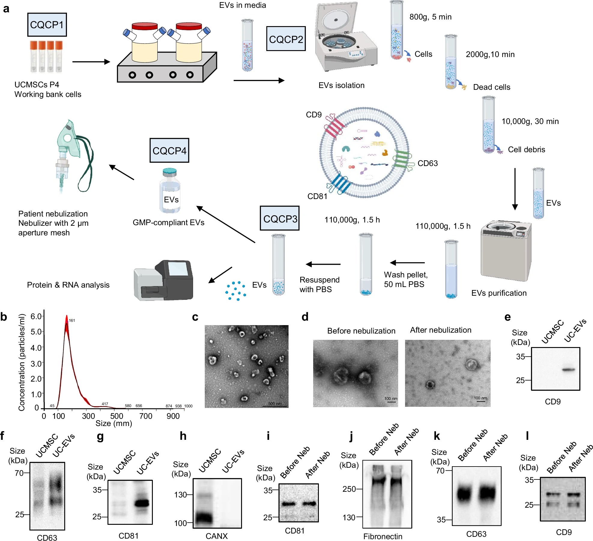 圖1:hUCMSC-EVs的制造和特性。 圖1:hUCMSC-EVs的制造和特性。