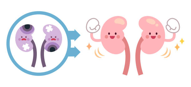 干細胞療法能讓腎臟再生嗎？科學真相與臨床進展