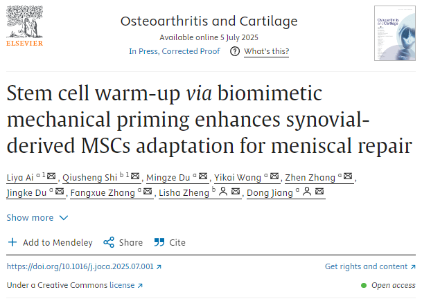 通過仿生機(jī)械啟動進(jìn)行干細(xì)胞預(yù)熱 可增強(qiáng)滑膜來源的MSCs對半月板修復(fù)的適應(yīng)性 通過仿生機(jī)械啟動進(jìn)行干細(xì)胞預(yù)熱
可增強(qiáng)滑膜來源的MSCs對半月板修復(fù)的適應(yīng)性