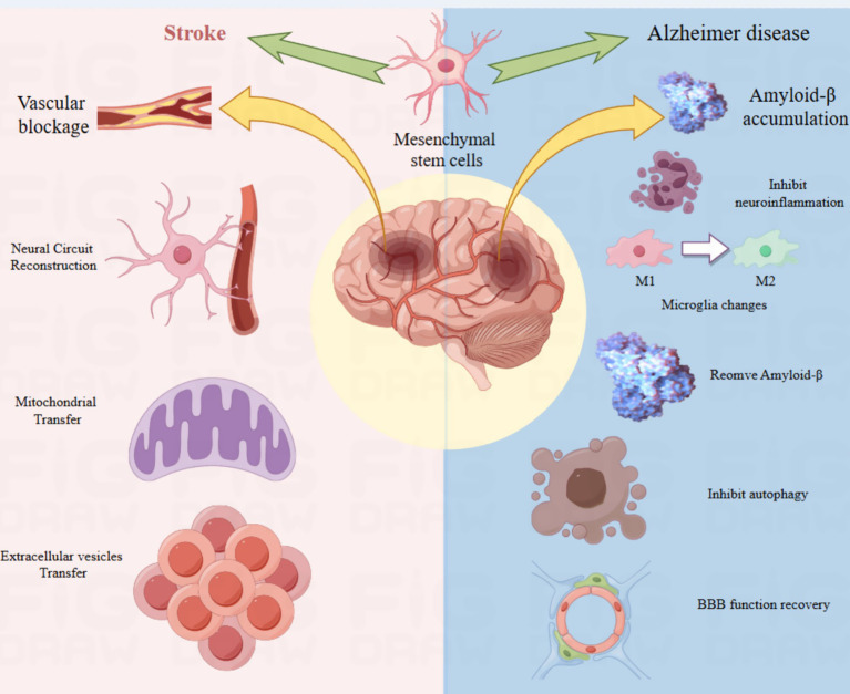 圖4:該圖說(shuō)明了間充質(zhì)干細(xì)胞在神經(jīng)發(fā)生中的作用機(jī)制。 圖4:該圖說(shuō)明了間充質(zhì)干細(xì)胞在神經(jīng)發(fā)生中的作用機(jī)制。